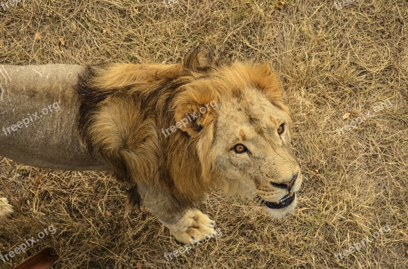 Lion Predator Africa Safari Roar