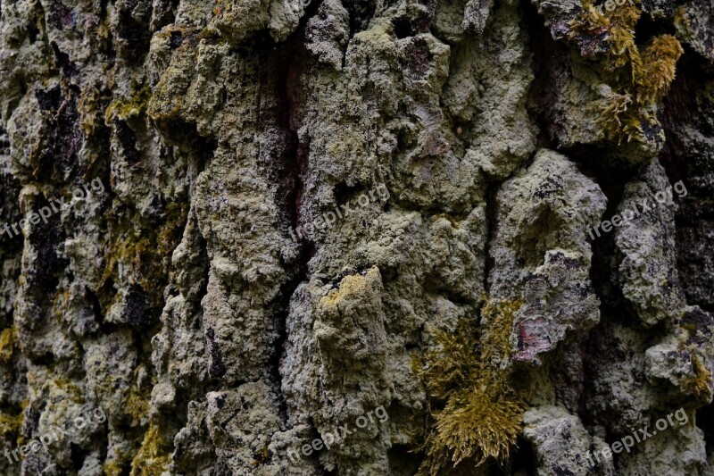 Tree Bark Tribe Moss Forest