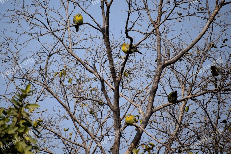 Birds Sitting Tree Branches Nature Animal