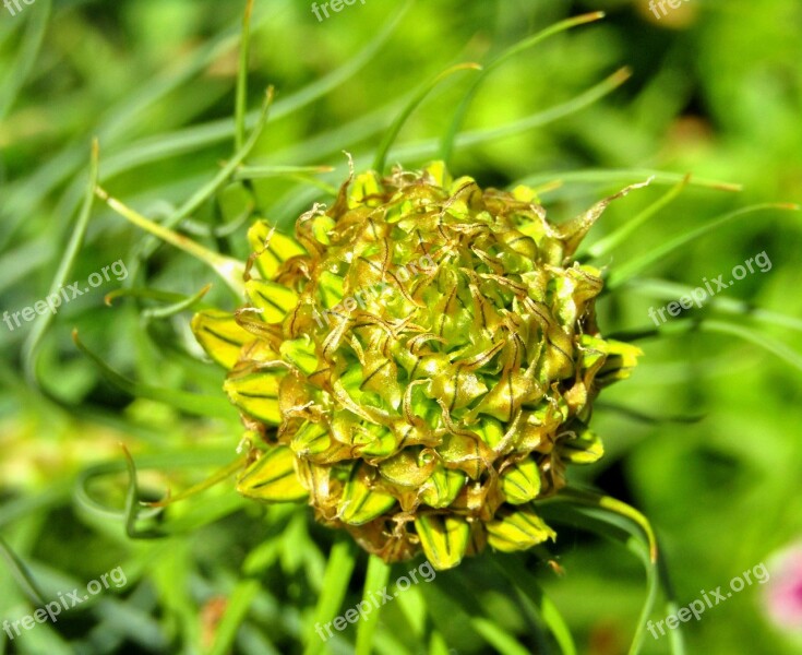 Bud Asphodeline Lutea Junker Lily Goldwurz Yellow Flowers