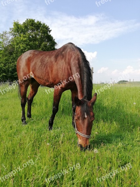 Horse Walk Halter Pony Nature