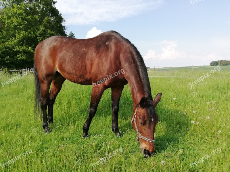 Horse Walk Halter Pony Nature