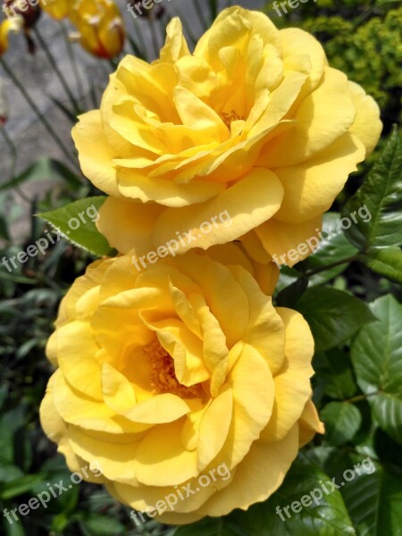 Yellow Rose Flower Beauty Love