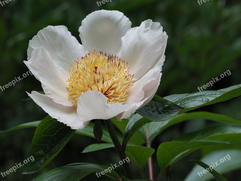 Flower Flora White Yellow Close Up