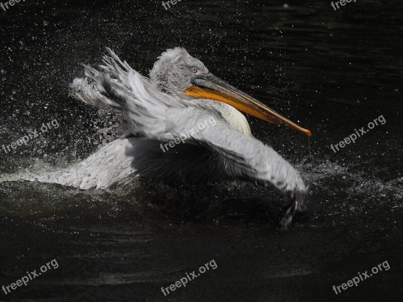 Pelican Bird Feather Animal Water