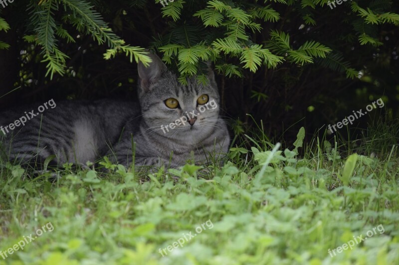 Cat Kitten Animal Pet Domestic Cat