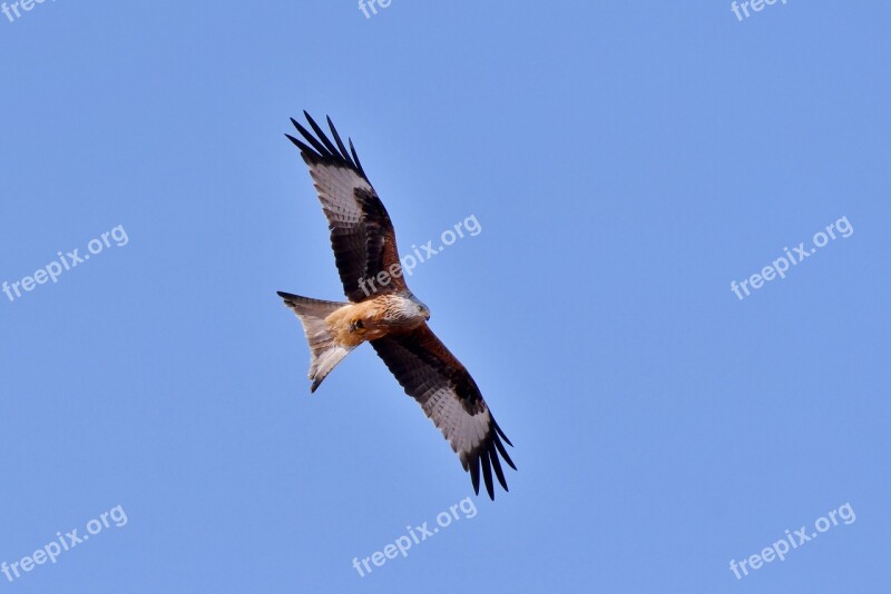 Red Kite Bird Of Prey Prey Mouse Flying