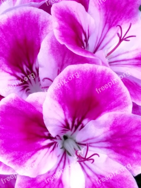 Flower Purple Tabby Petal Pistil