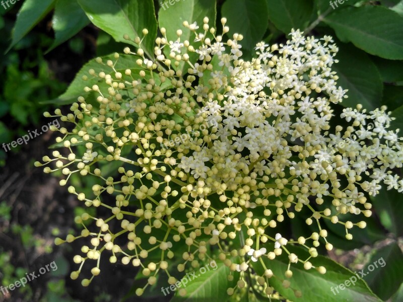 Elderflower Flower White Bush Green