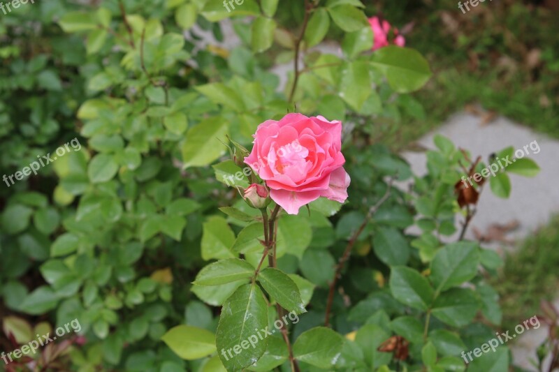 Pink Rose Flower Green Leaves