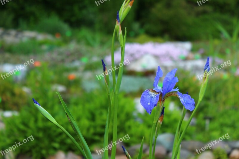 Plant Blue Flower Iris Garden