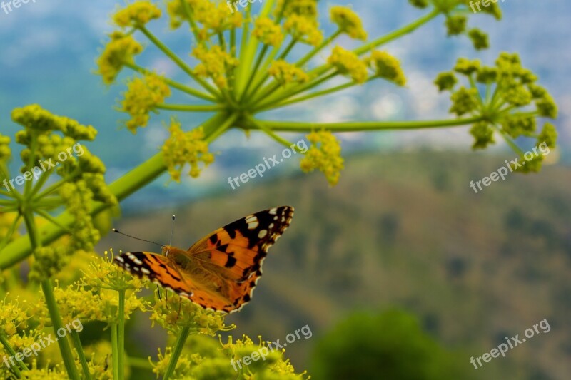 Macro Plants Earth Landscape Green