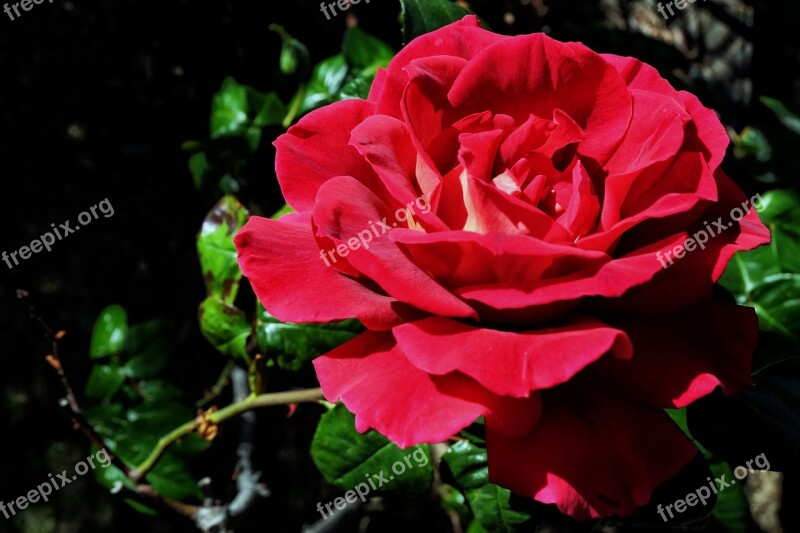 Rosa Flower Plant Romance Beauty