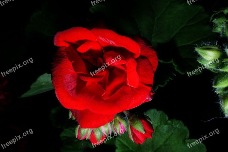 Geranium Flower Nature Flowers Rosa