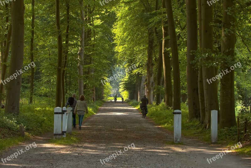 Landscape Trees Nature Forest Tree