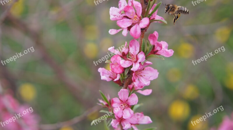 Almond Flower Bee Bush Pink