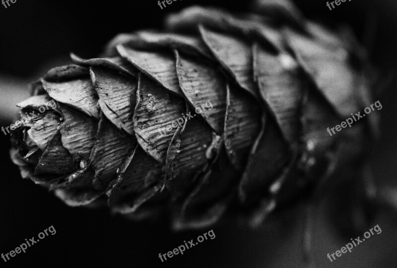 Black And White Pine Cone Nature White