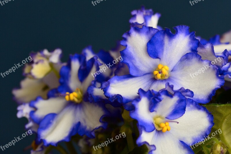 African Violets Houseplant Flower Purple Flowers