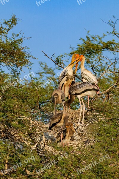 Bharatpur Birds Sanctuary Wildlife Nature