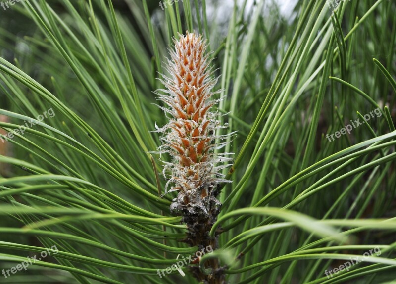 Pine Garden Tree Nature Green