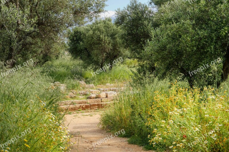 Walk Hiking Crete Greece Flower Meadow