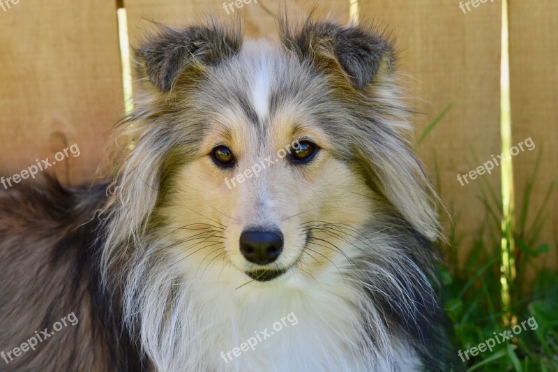 Dog Dog Berger Shetland Bitch Nayana Color Fawn Eye Colour Hazel