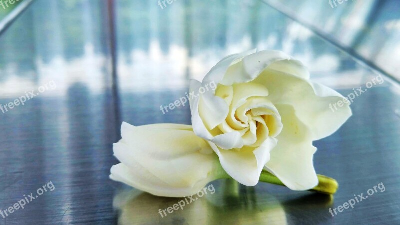 Gardenia Flower Plant White Fragrance