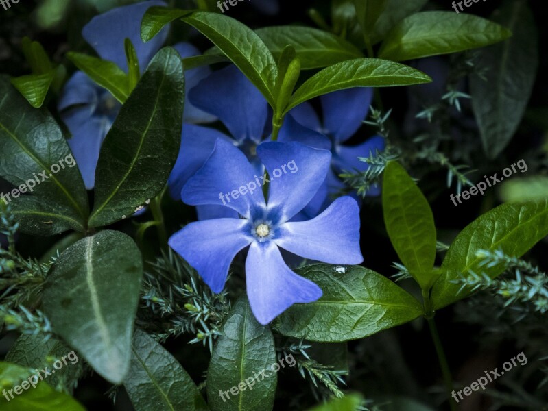 Blue Flower Flowers Background White