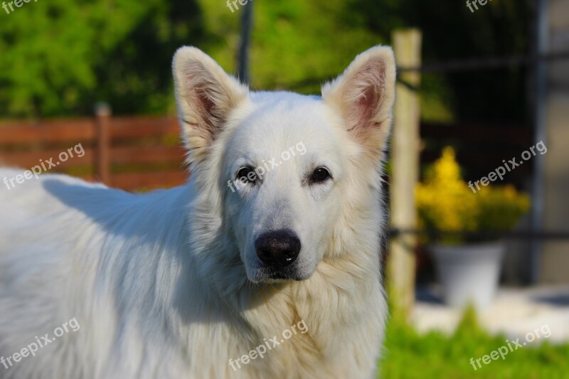 Swiss White Shepherd Animals Animal Dog White