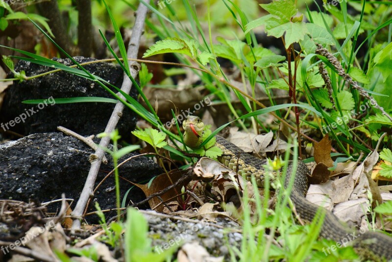 Snake Garter Snake Detroit Belle Isle Reptile