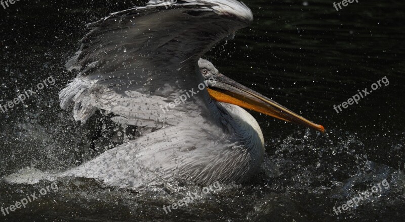 Pelican Bird Feather Animal Water