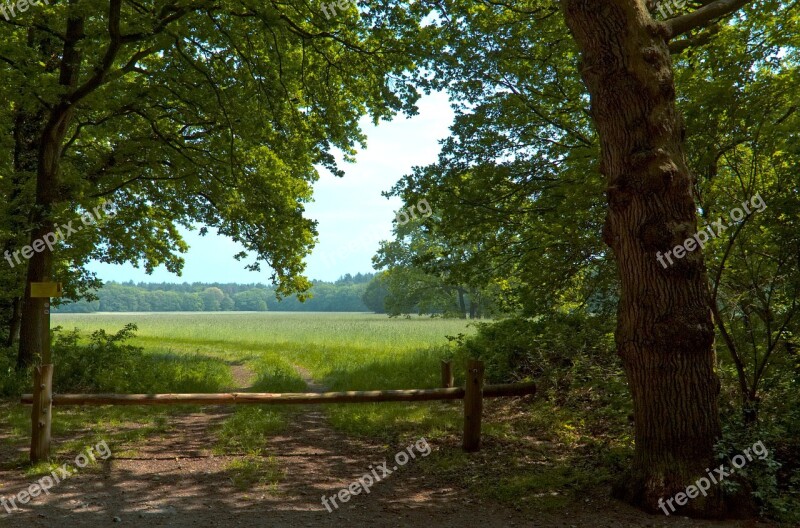 Meadow Trees Landscape Grass Tree