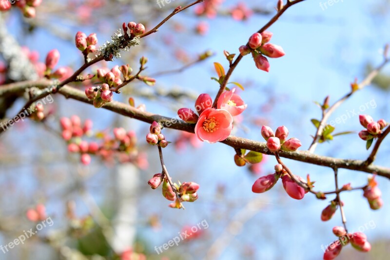 Blossom Nature Petals Pink Flowers