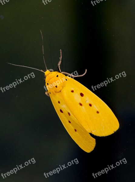 Moth Small Insect Yellow Brown Spots