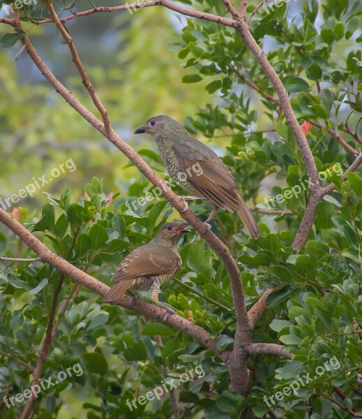 Birds Satin Bowerbirds Ptilonorhynchus Violaceus Wild Blue Eyes