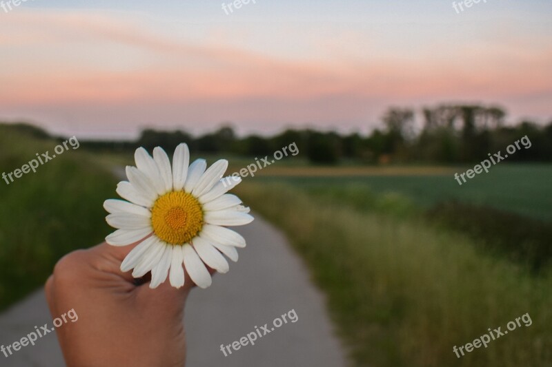 Flower Nature Spring Beauty Chamomile