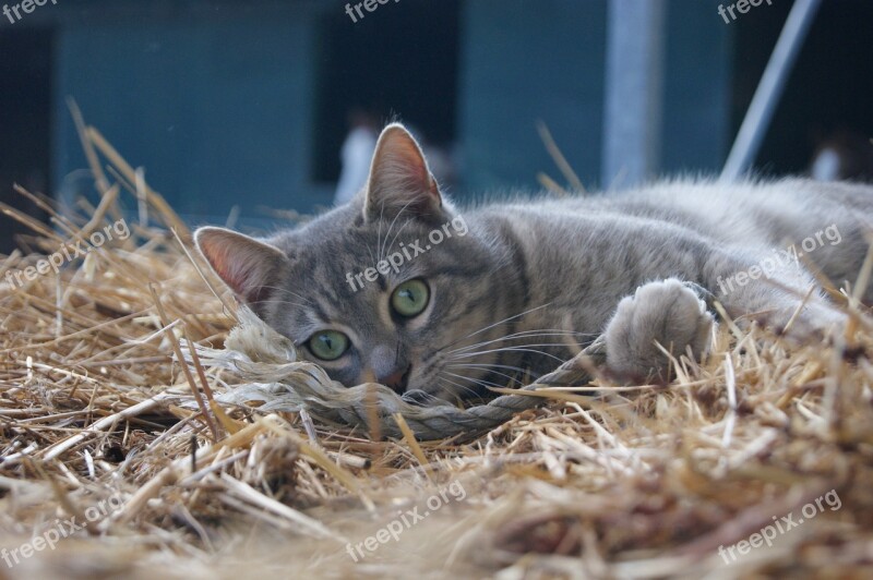 Cat Cats Hairy Animal Kitten