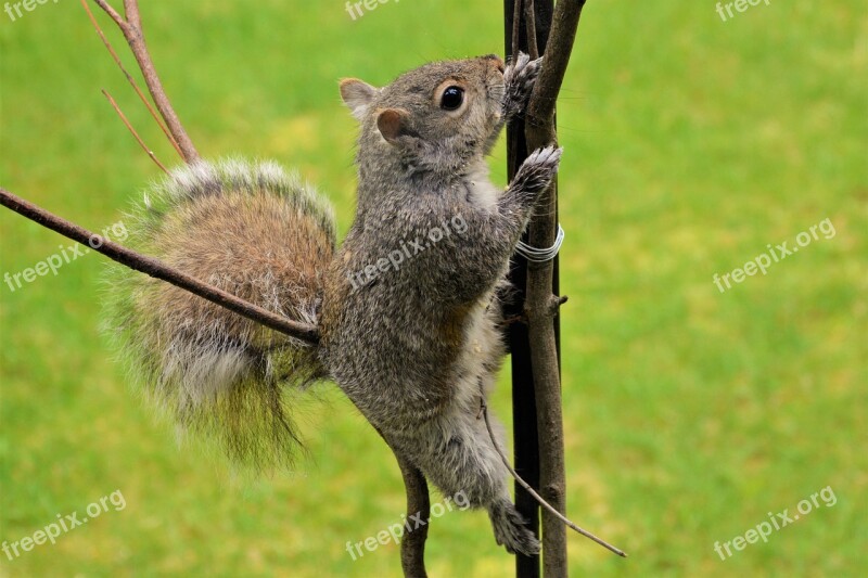 Squirrel Young Climbing Grasping Pole