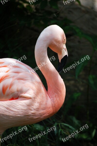 Flamingo Pink Feathers Tropical Nature