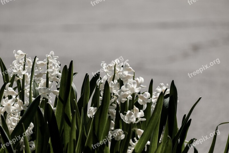 Hyacinth Flower Nature Spring Flowers