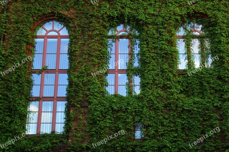 The Window Plants Green Facade Architecture