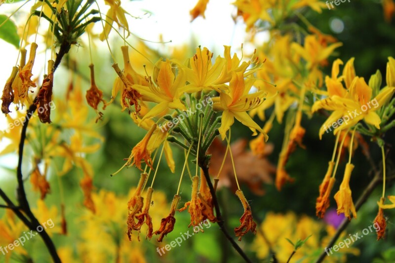 Flowers Plants Yellow Beautiful Spring