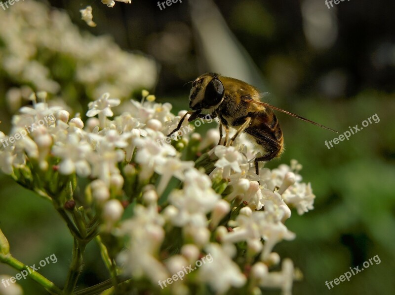 Bee Insect Nature Nectar Close Up