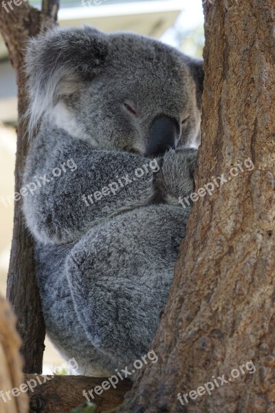 Australia Koala Zoo Adorable Sleep