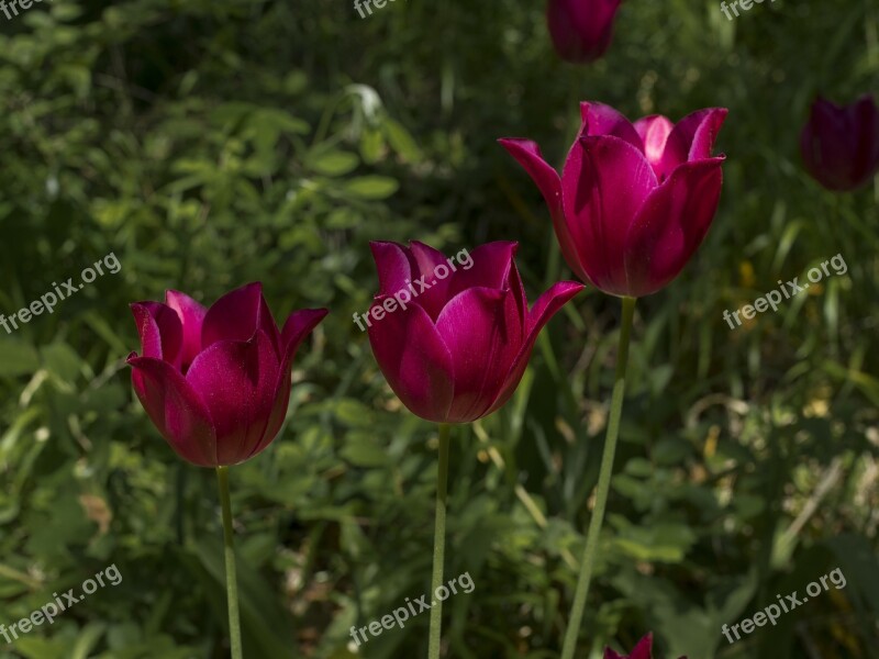 Tulip Flowers Tulips Spring Garden