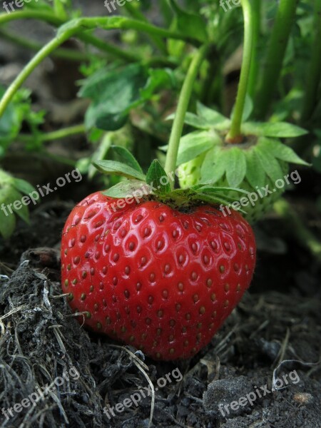 Strawberry First Strawberry Fruit Red Delicious