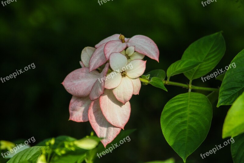 Flowers Plant Nature Garden Flora