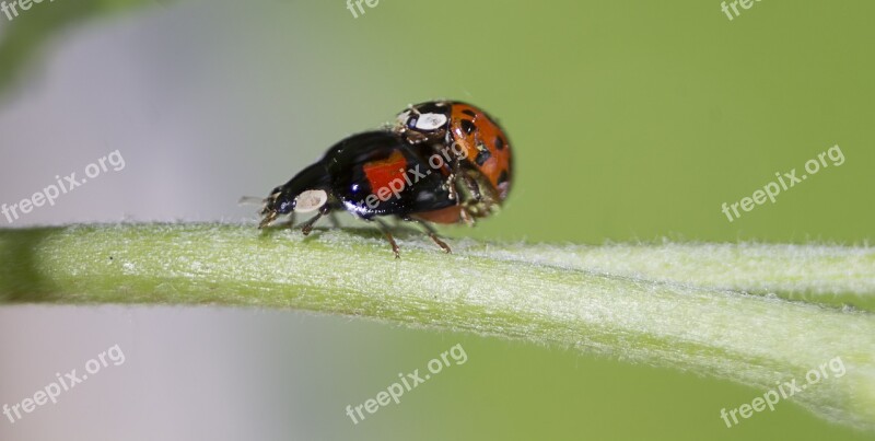 Beetle Pairing Insect Ladybug Macro