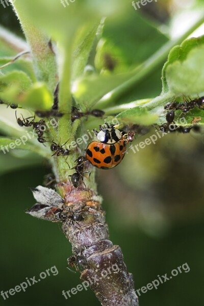 Ladybug Ants Beetle Nature Insect