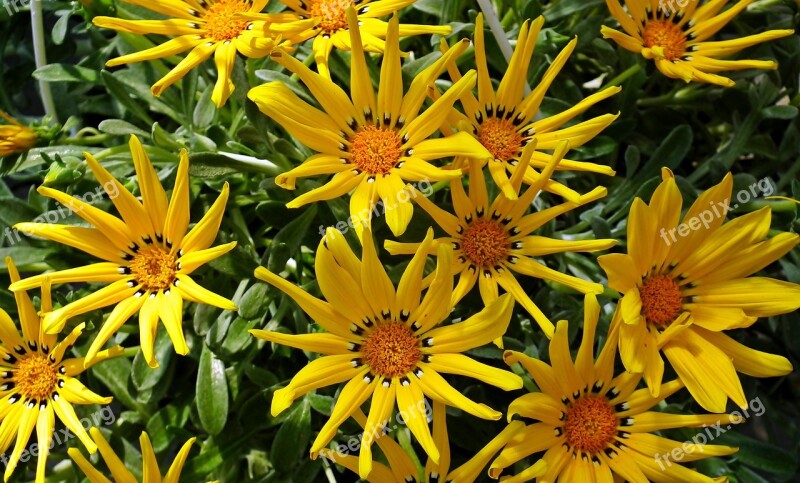 Gazánie Yellow Flowers Garden Spring